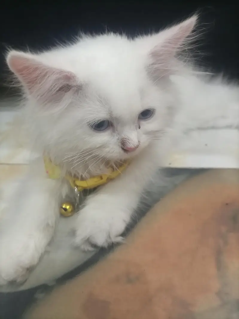 tripel coat Persian male for sale 03439498894 — photo 2