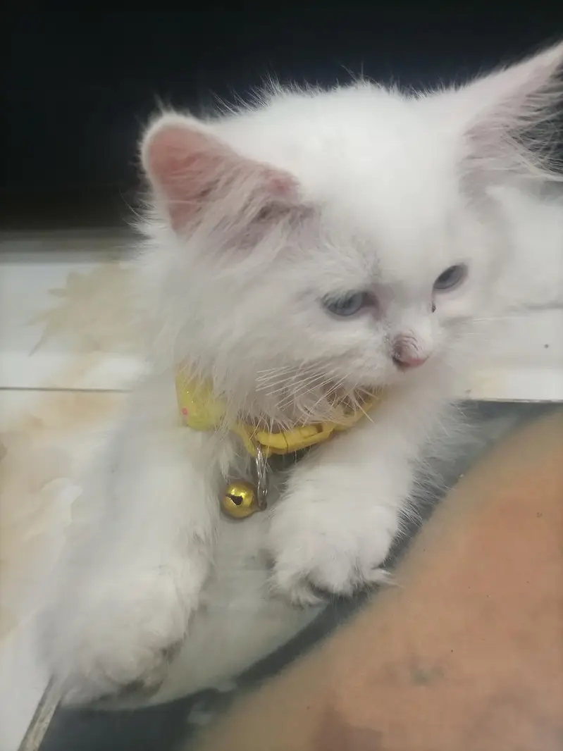 tripel coat Persian male for sale 03439498894 — photo 3