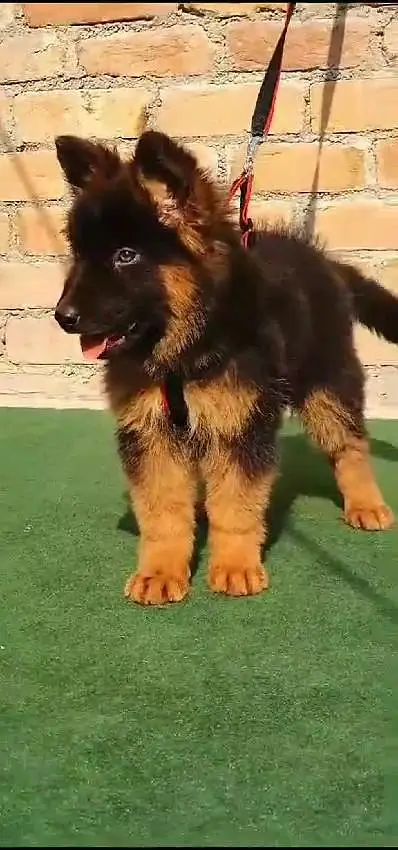 German shepherd puppies contact WhatsApp contact [0343=24=55=191] — photo 3