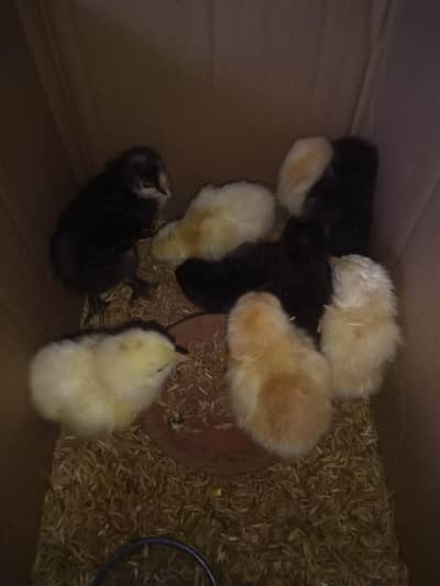 Heavy buff chicks