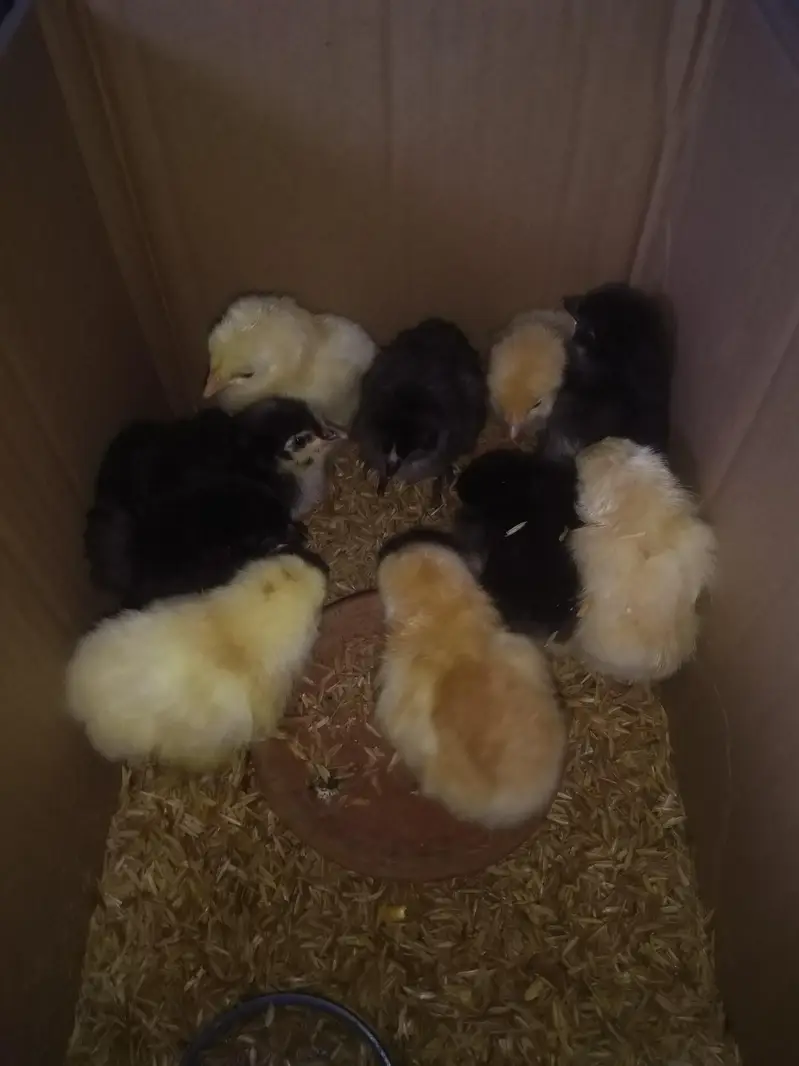 Heavy buff chicks — photo 2