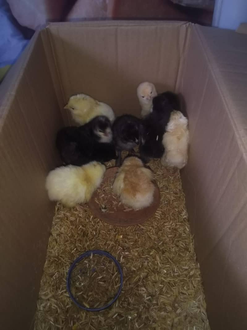 Heavy buff chicks 2