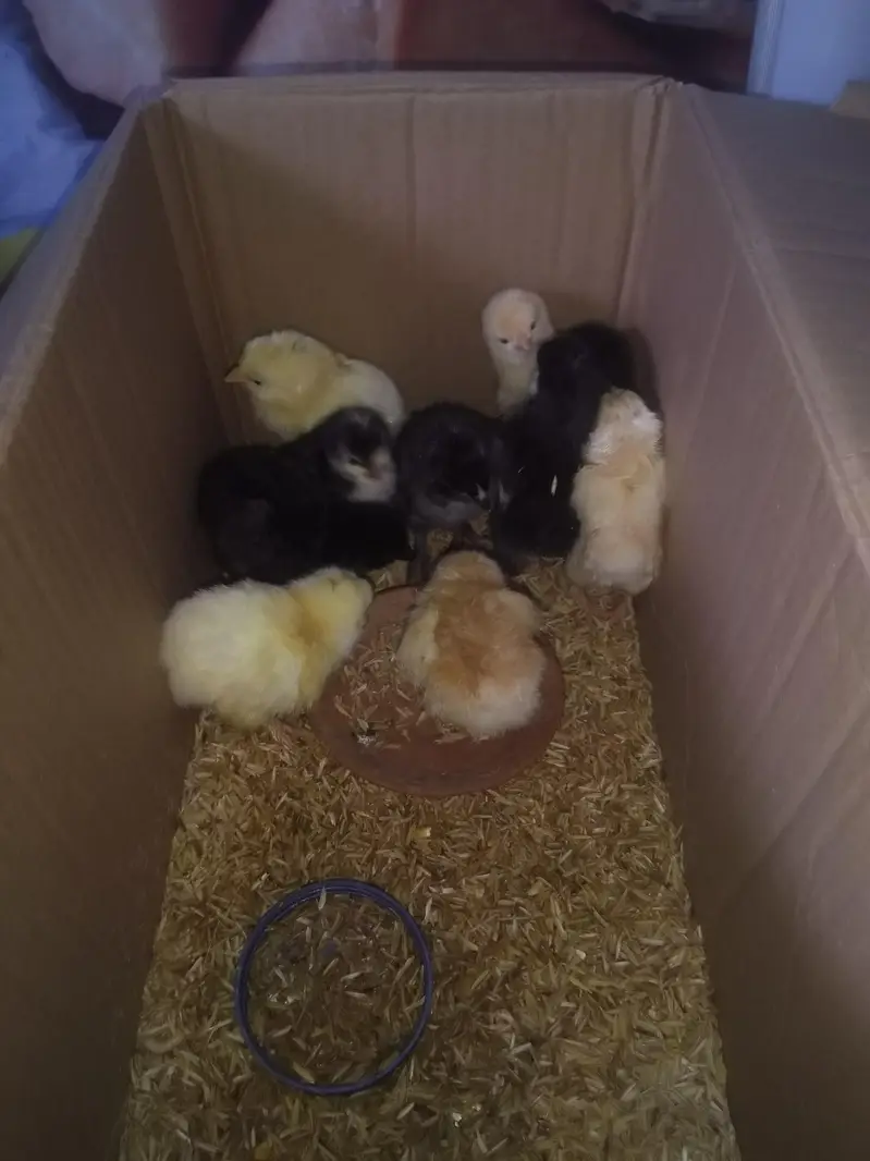 Heavy buff chicks — photo 3
