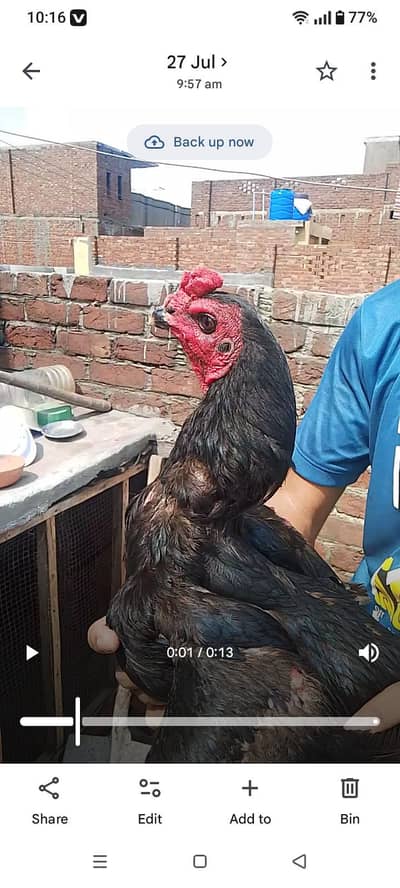 chick pako black eyes