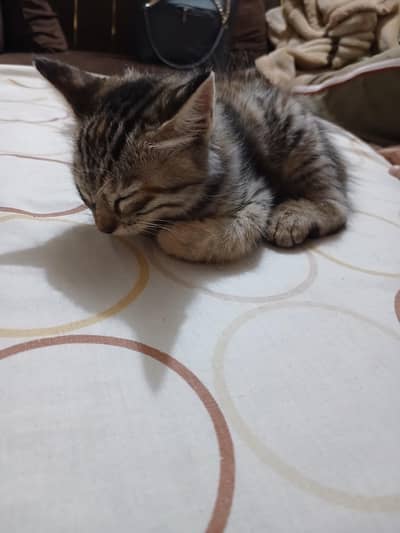 Cat Pet