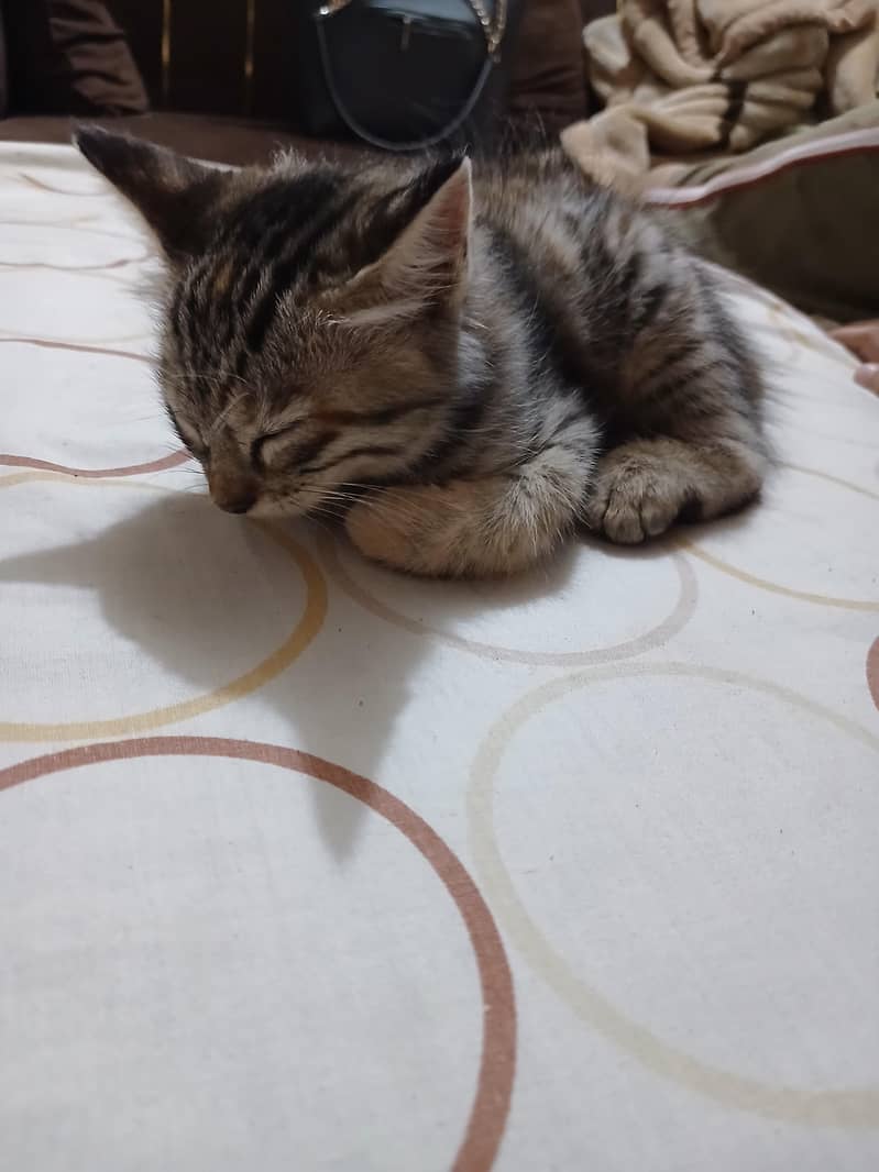 Cat Pet 0