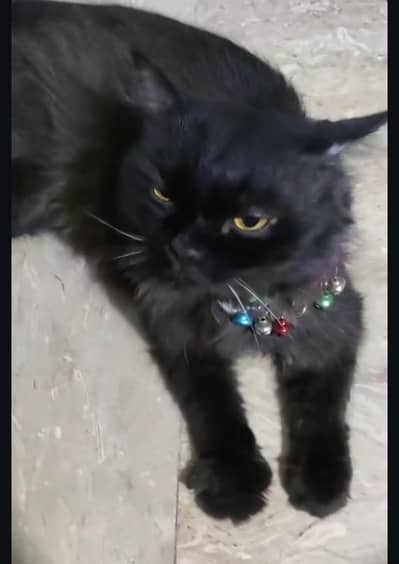 Black Male Persian for sale