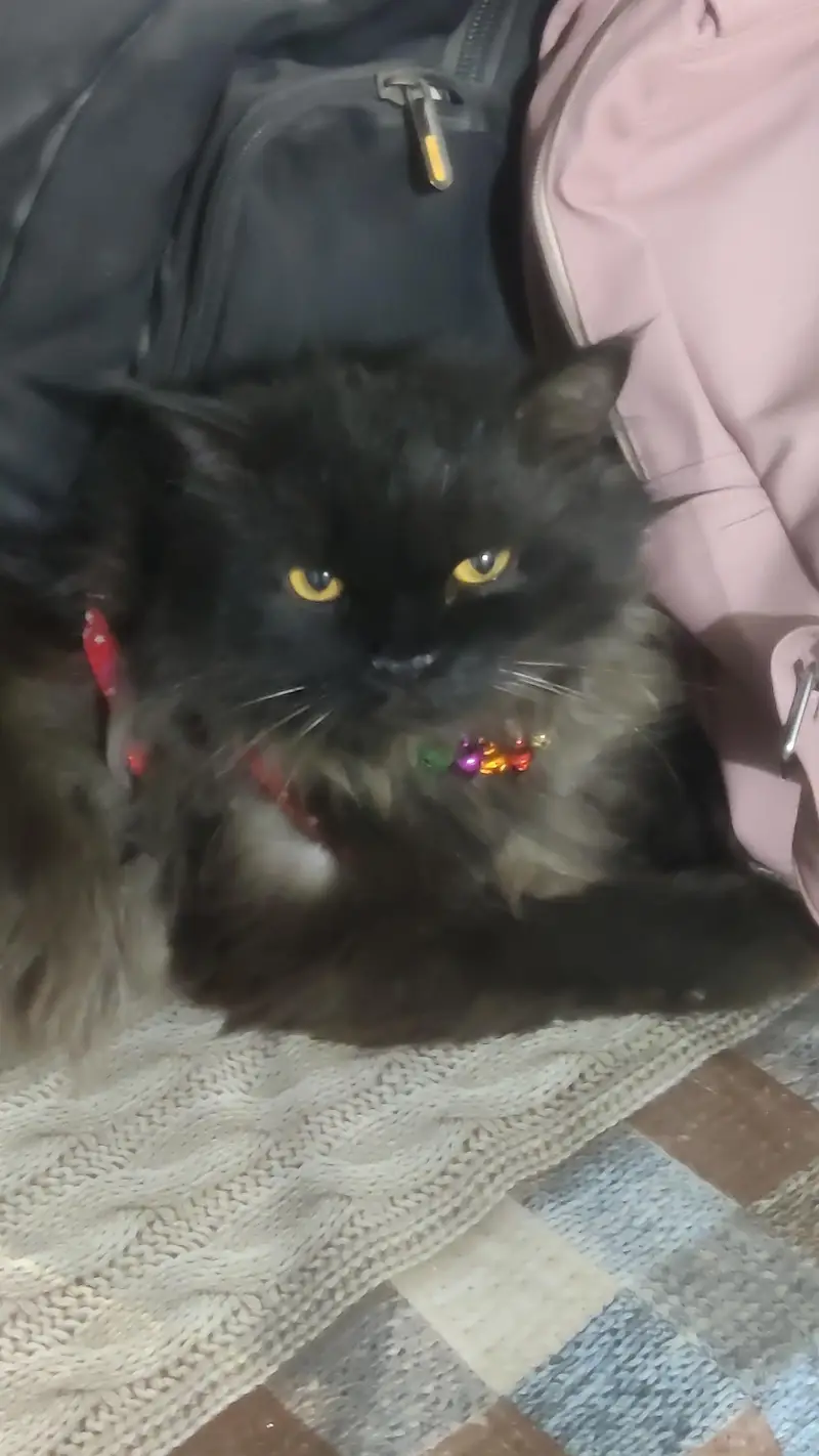 Black Male Persian for sale — photo 3