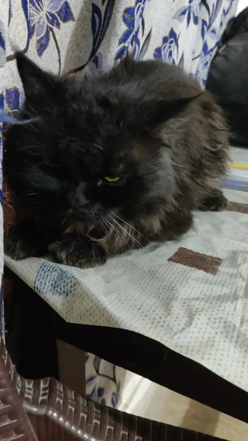 Black Male Persian for sale — photo 5