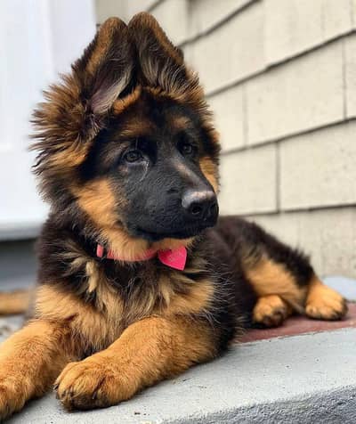 German shepherd puppies contact WhatsApp contact [0343=24=55=191]