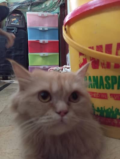 1 Persian and 1 Himalayan cat