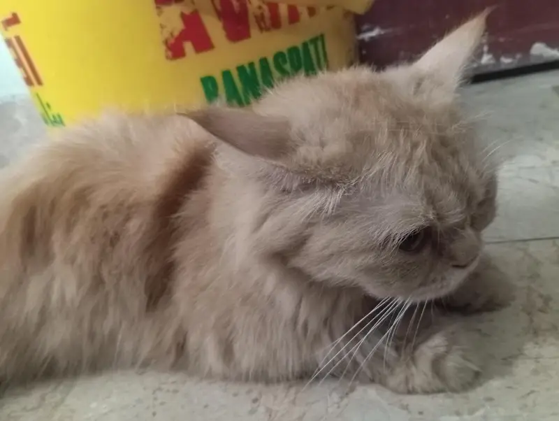 1 Persian and 1 Himalayan cat — photo 2
