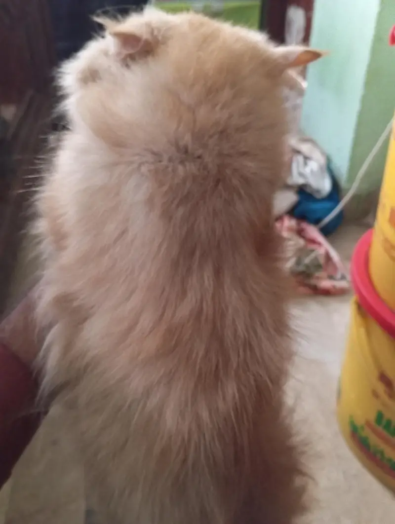 1 Persian and 1 Himalayan cat — photo 3