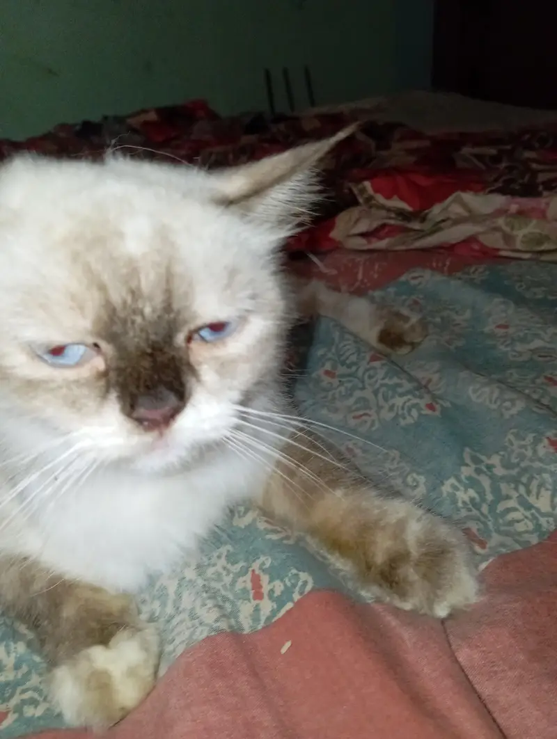 1 Persian and 1 Himalayan cat — photo 4