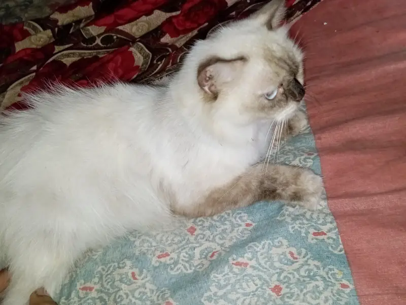 1 Persian and 1 Himalayan cat — photo 5