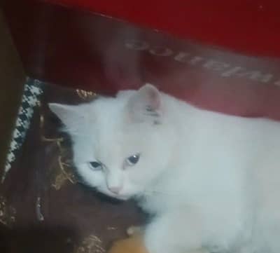 persian cats for sale