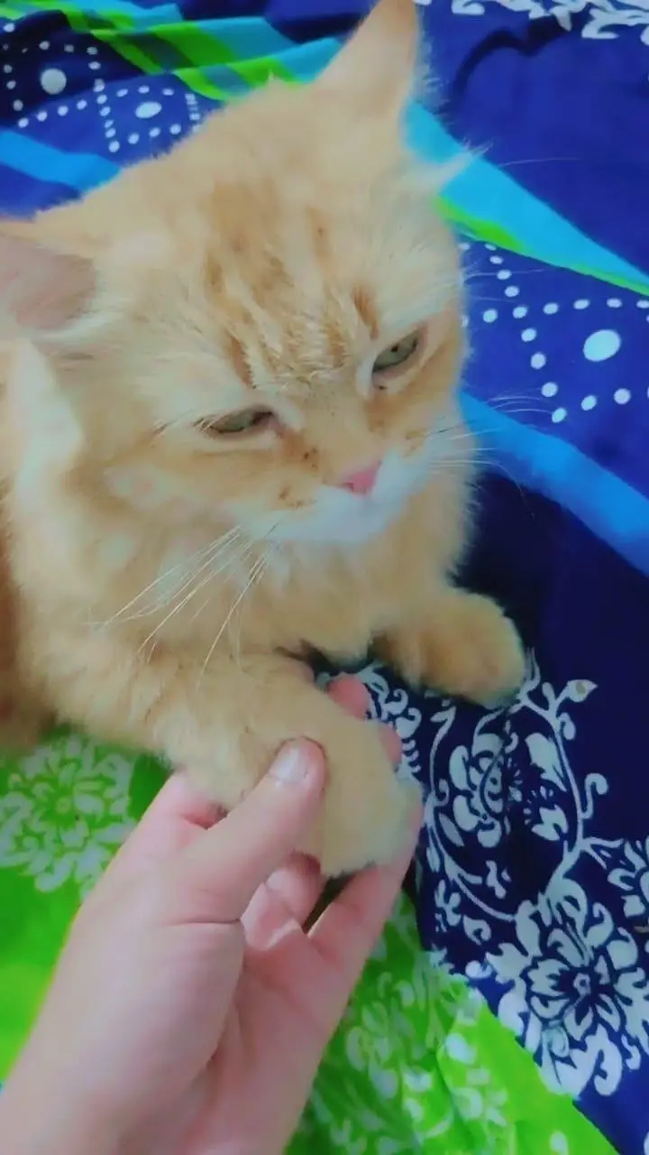 persian cats for sale — photo 2