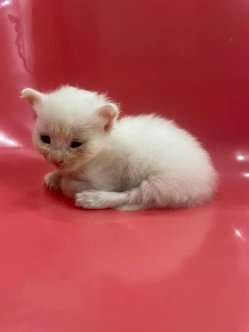 persian cats for sale — photo 3