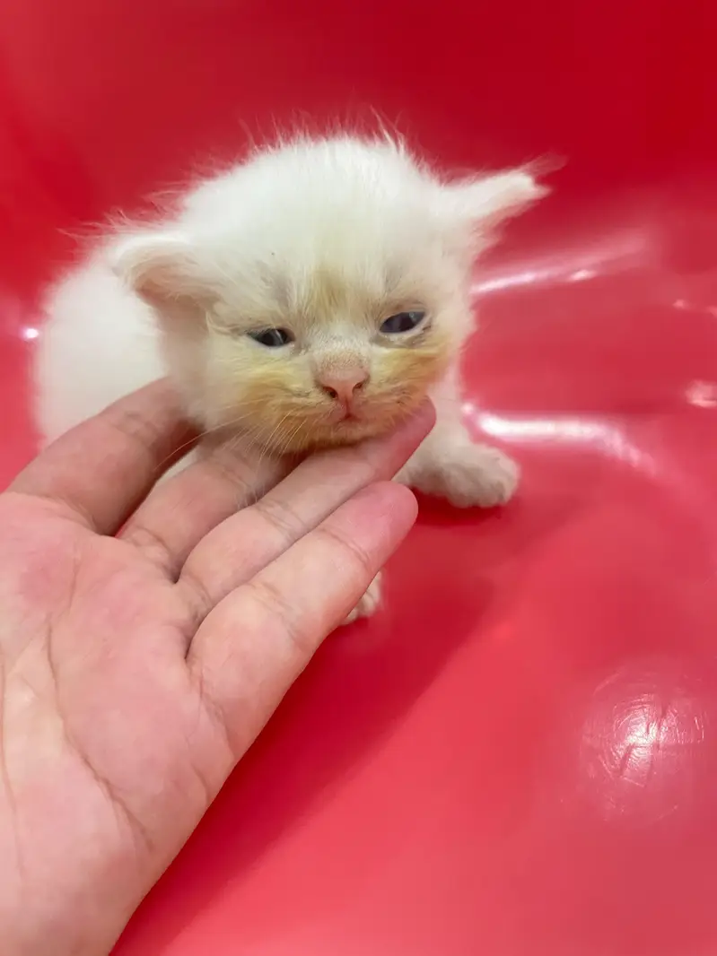 persian cats for sale — photo 4