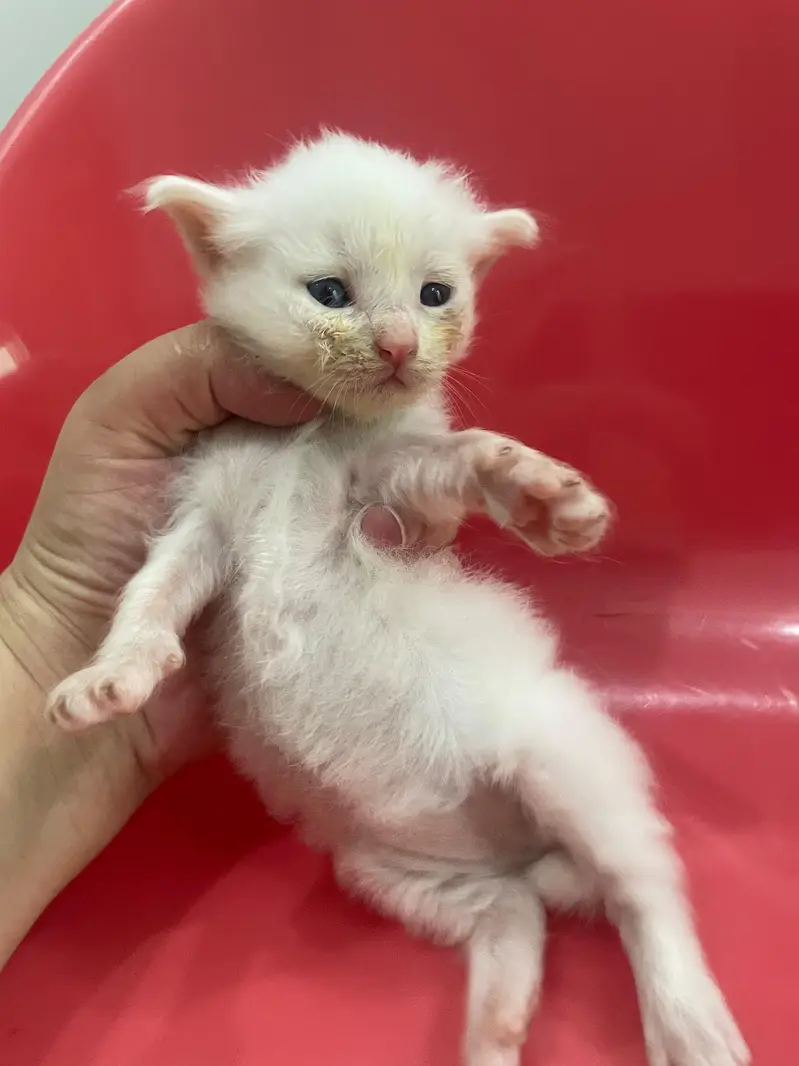 persian cats for sale — photo 5