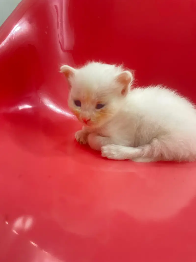 persian cats for sale — photo 6