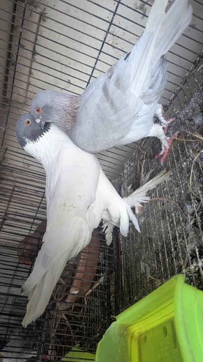 fancy Pegon Gray Head