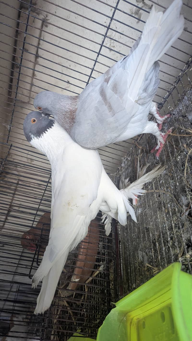 fancy Pegon Gray Head 4