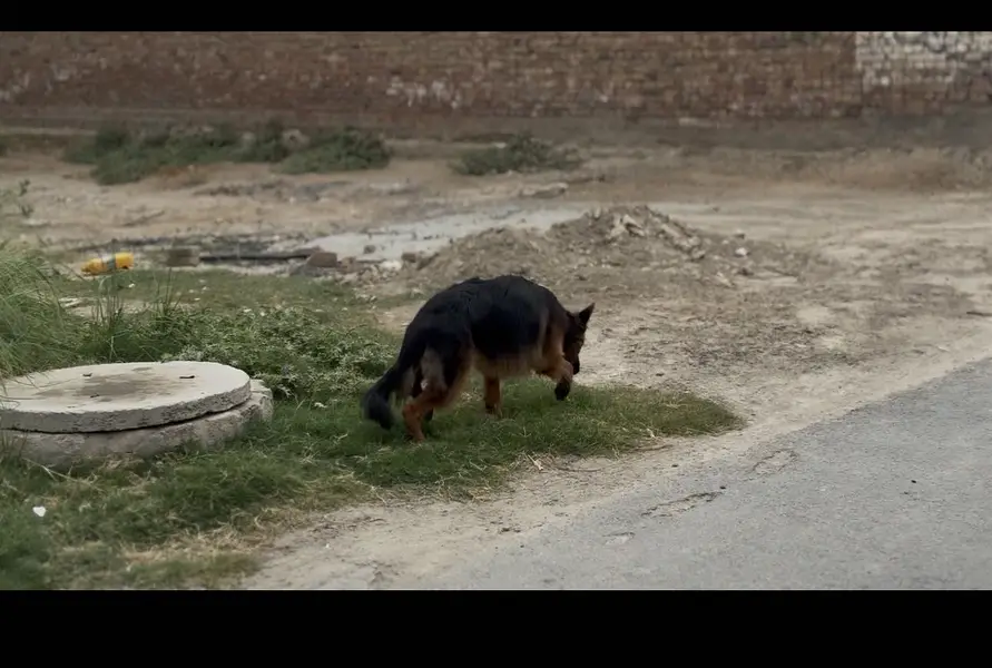 Chikichap son for new home — photo 3