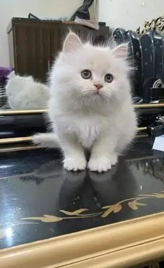 Persian cat urgent for sale  contact my WhatsApp  0313/4411/647 — photo 2