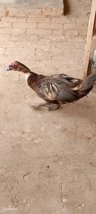 mag Muscovy duck male female breeder batakh