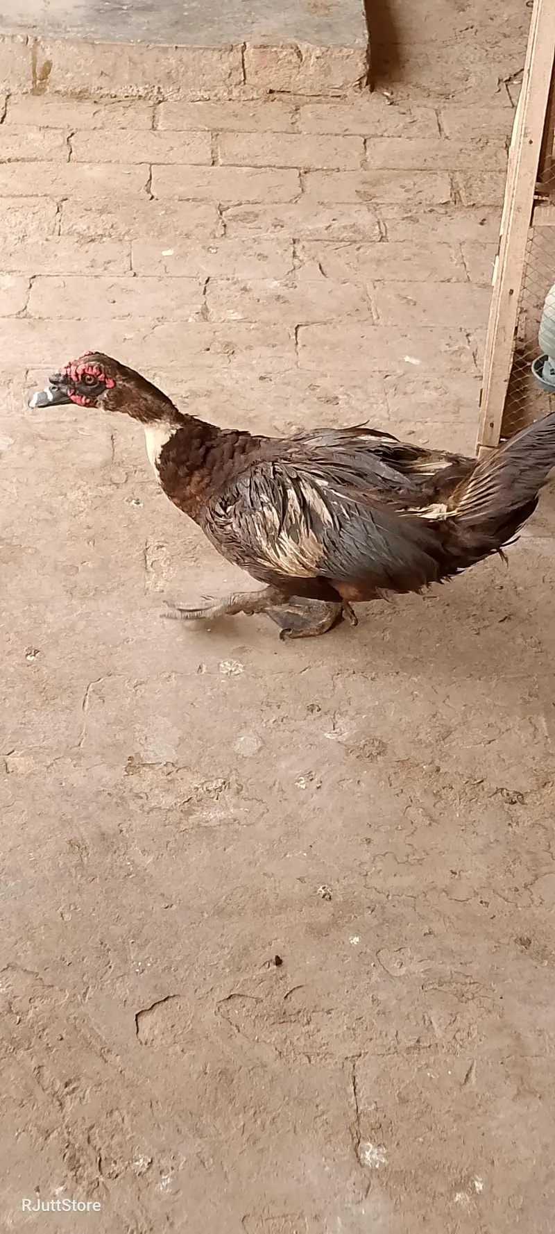 mag Muscovy duck male female breeder batakh