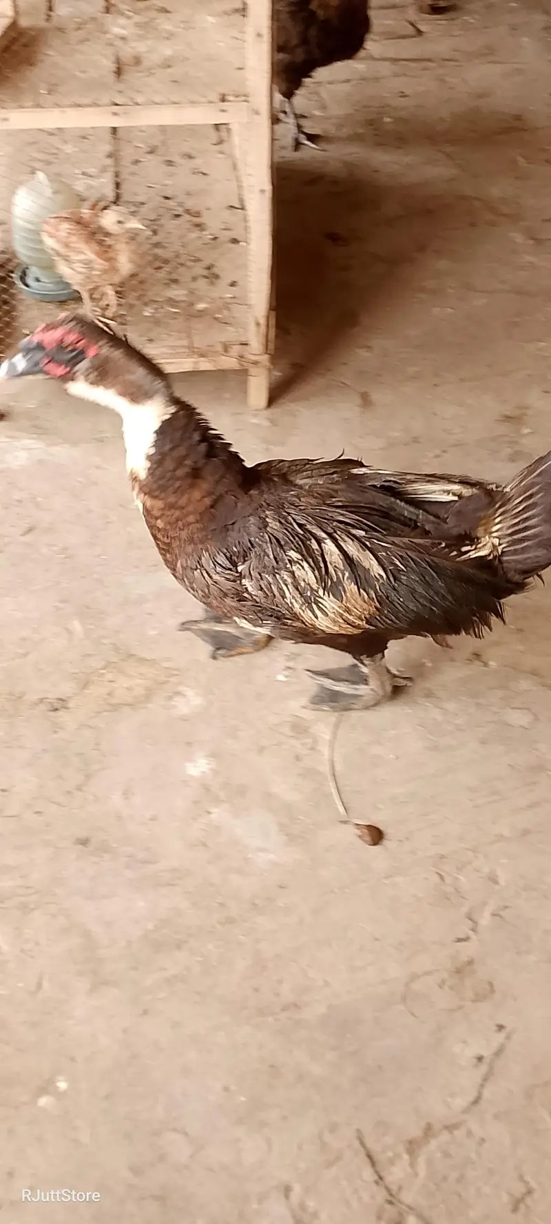 mag Muscovy duck male female breeder batakh — photo 2