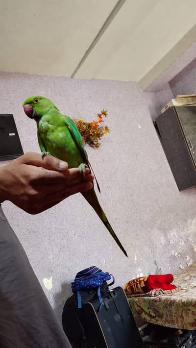 very beautiful parrot baby
