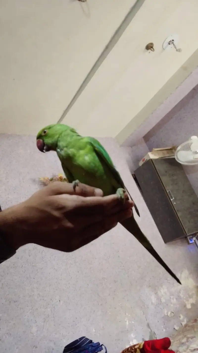 very beautiful parrot baby — photo 2