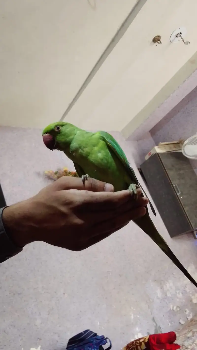 very beautiful parrot baby — photo 3