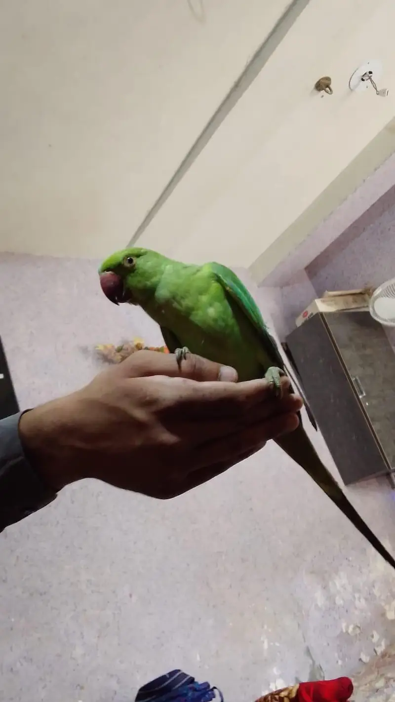 very beautiful parrot baby — photo 4