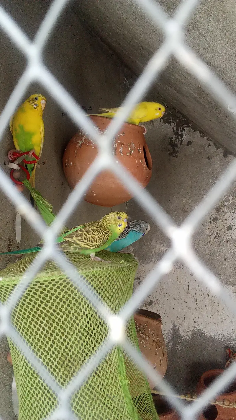 bhot achy pair ha single be ha total 23 piece ha — photo 3