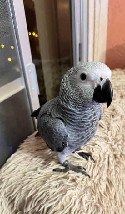 African Grey Parrot checks for sale0346%2738%809