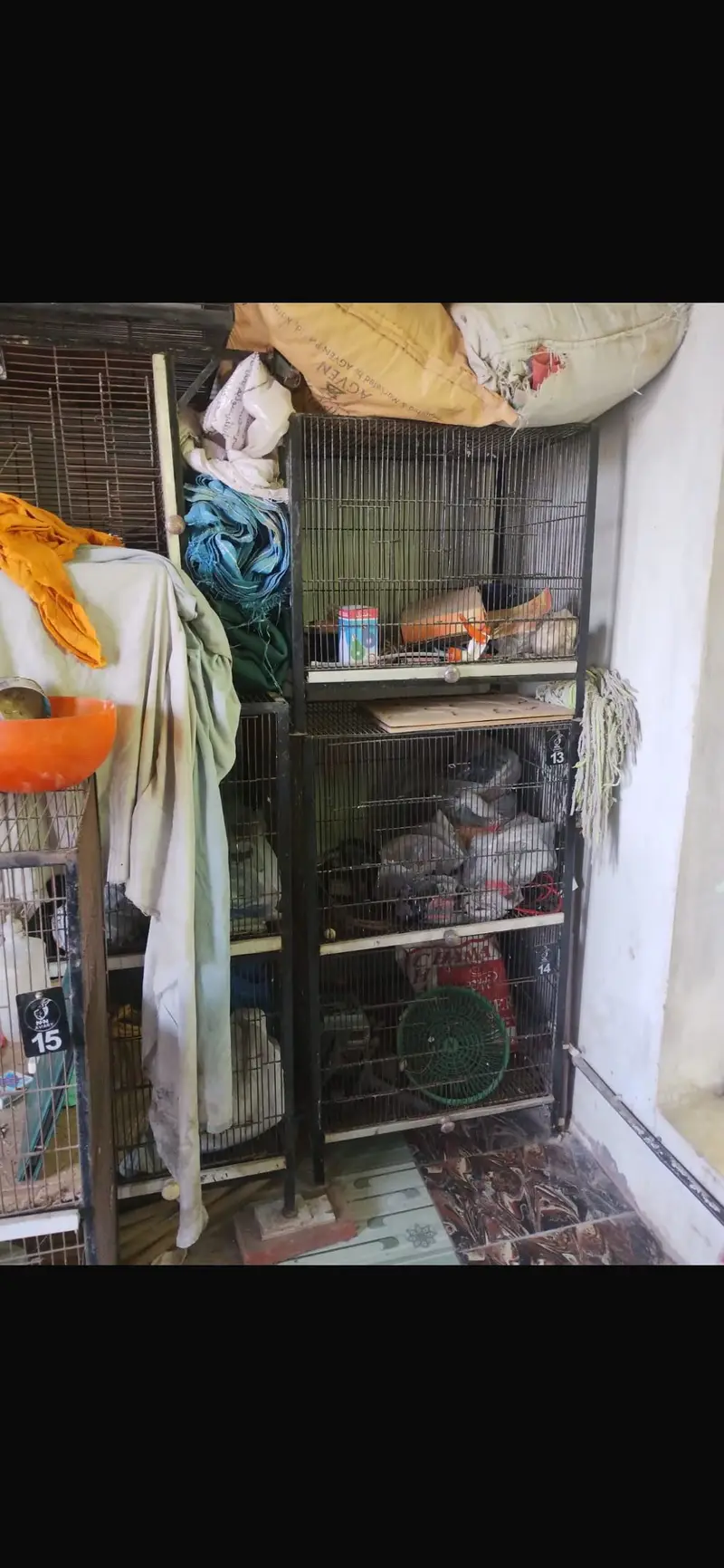 Birds cages — photo 4