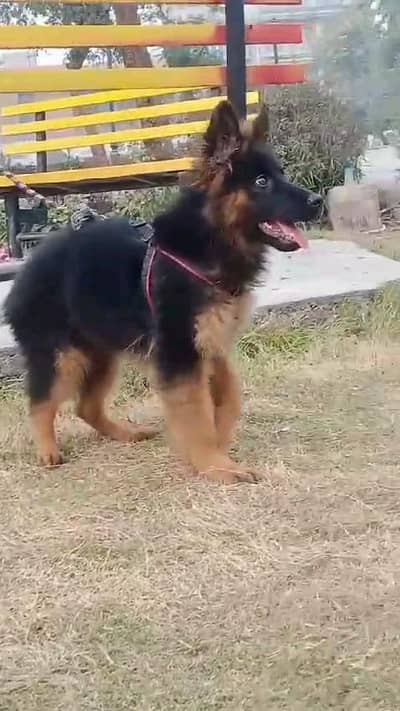 German shepherd puppies contact WhatsApp contact [0343=24=55=191]
