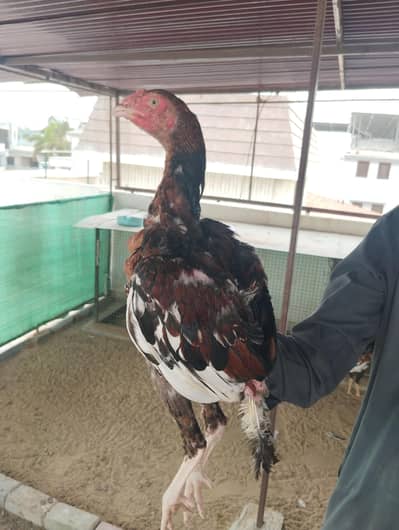 ASEEL SHAJRA Pathay Pathia