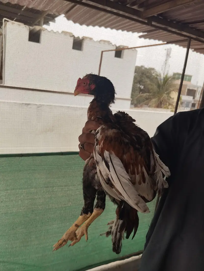 ASEEL SHAJRA Pathay Pathia — photo 4