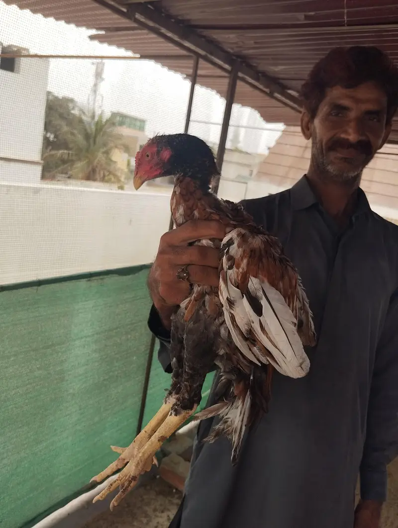 ASEEL SHAJRA Pathay Pathia — photo 5