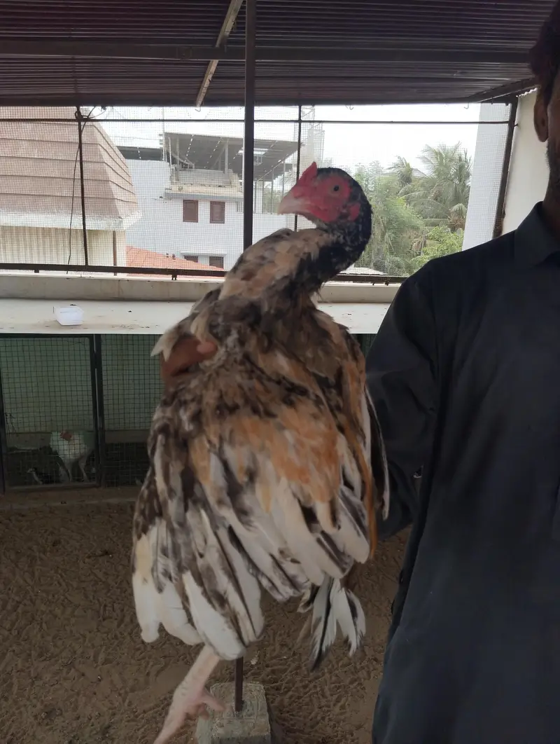 ASEEL SHAJRA Pathay Pathia — photo 6