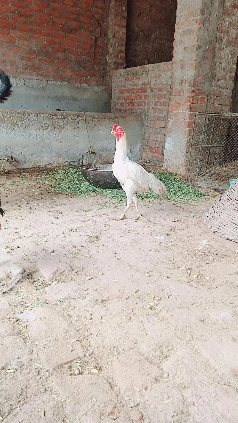 aseel murga white — photo 3