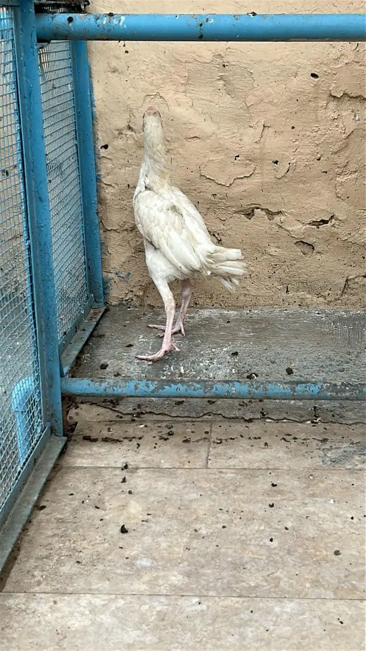 aseel 3 pathiyan — photo 2