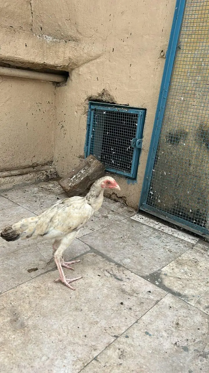 aseel 3 pathiyan — photo 3