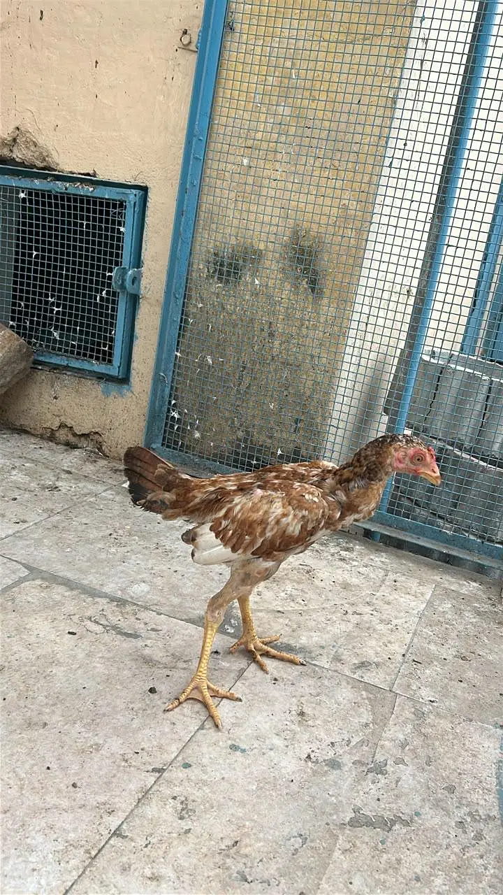 aseel 3 pathiyan — photo 5