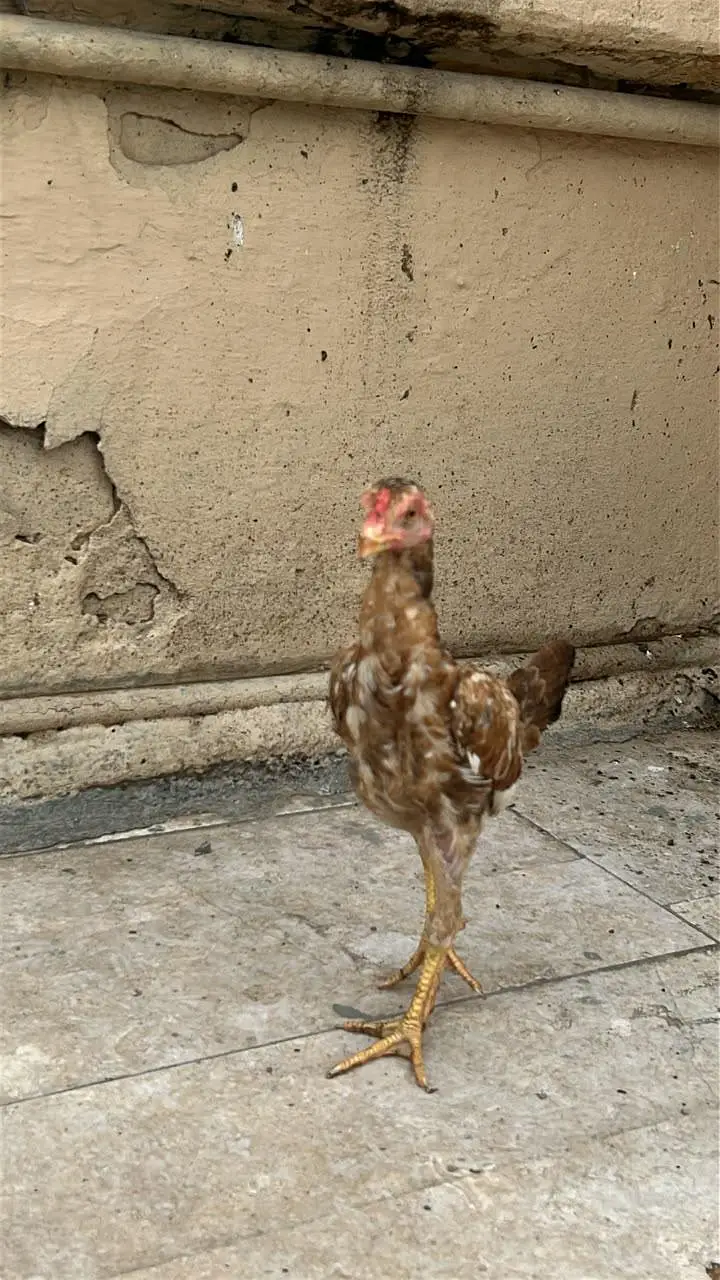 aseel 3 pathiyan — photo 6