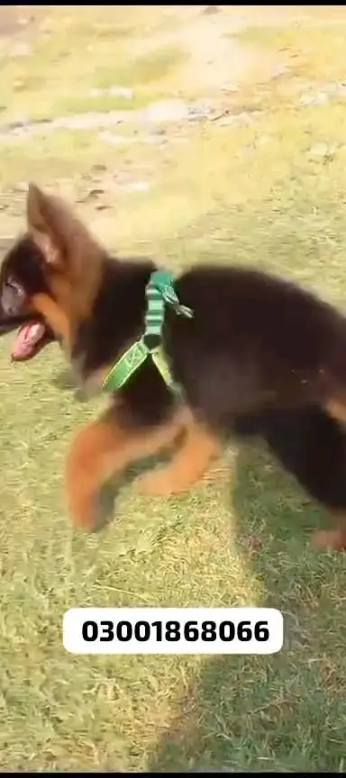 German shepherd puppies contact WhatsApp contact [0343=24=55=191] — photo 4